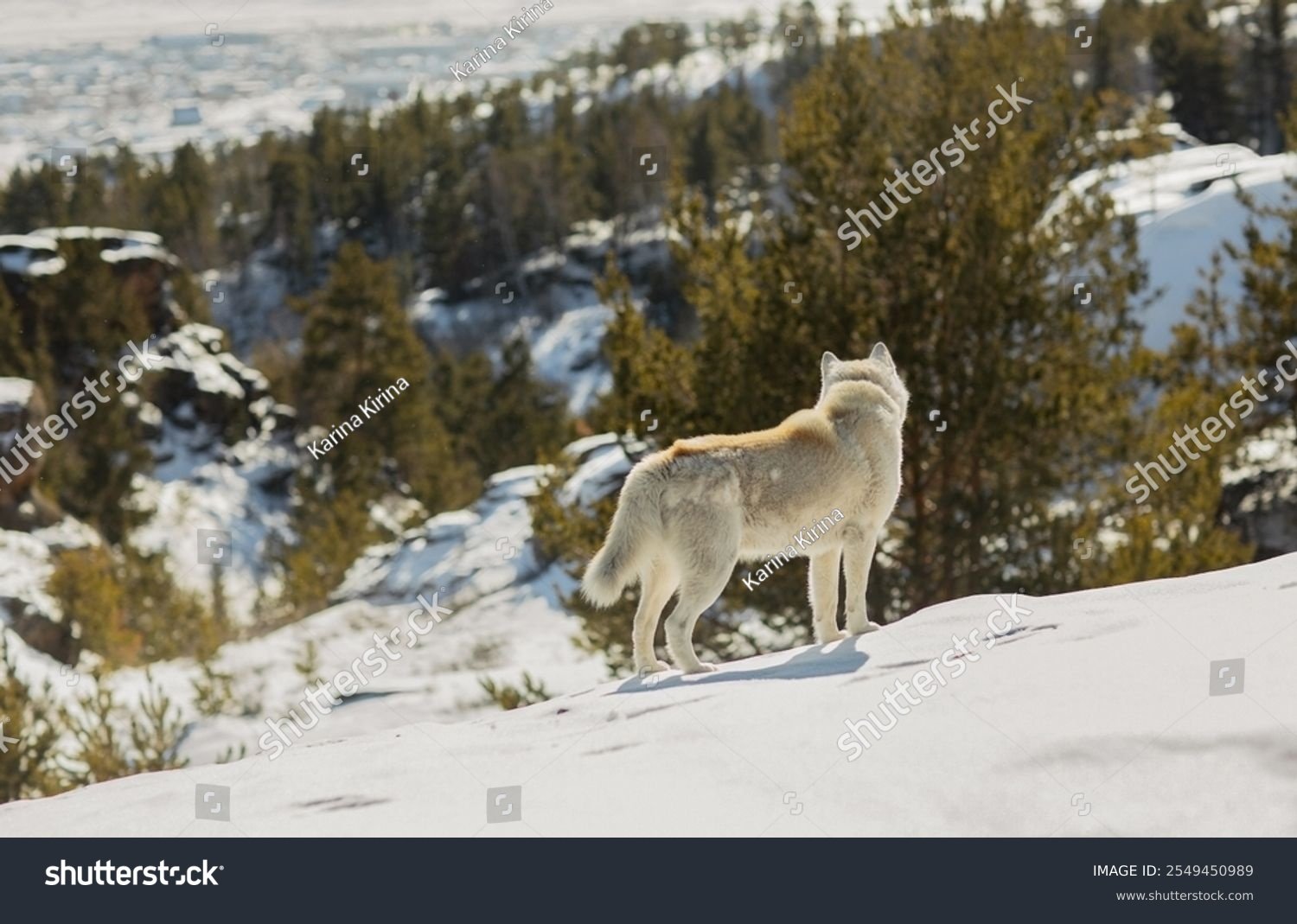 The Wolf and the White Dove